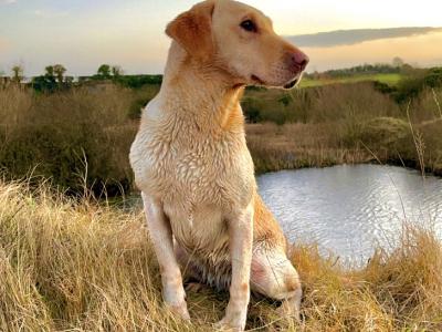 IKC Registered Golden Labrador puppies of Excellent Ftch Pedigree