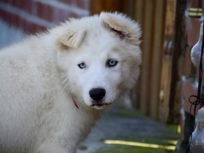 IKC Registered Yakutian Laika puppies for sale