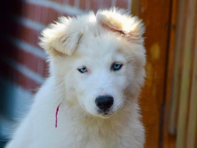 IKC Registered Yakutian Laika puppies for sale