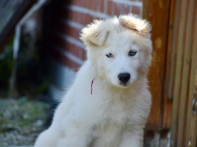 Yakutian Laika Puppies for sale