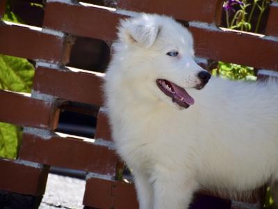 IKC Registered Yakutian Laika puppies for sale