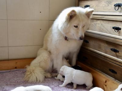IKC Registered Yakutian Laika puppies for sale