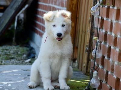 IKC Registered Yakutian Laika puppies for sale