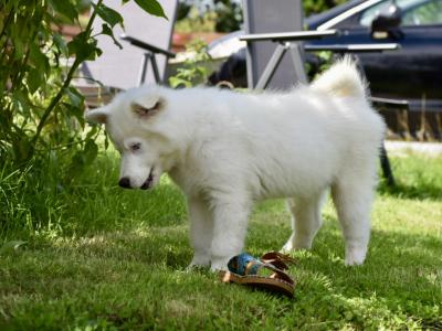 IKC Registered Yakutian Laika puppies for sale