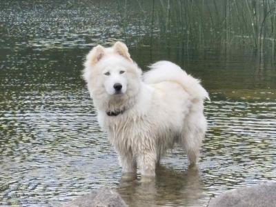 IKC Registered Yakutian Laika puppies for sale