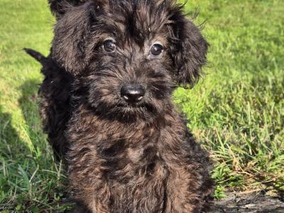 Miniature Schnoodle puppies