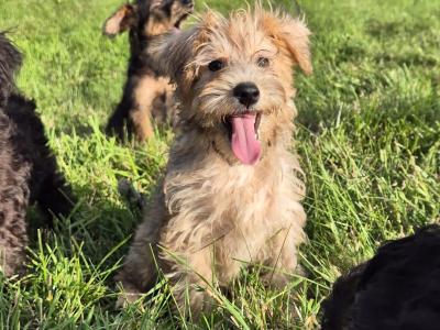 Miniature Schnoodle puppies