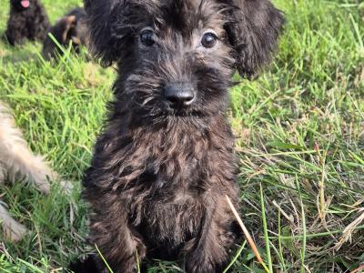 Miniature Schnoodle puppies
