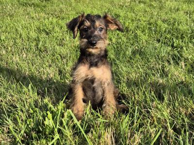 Miniature Schnoodle puppies