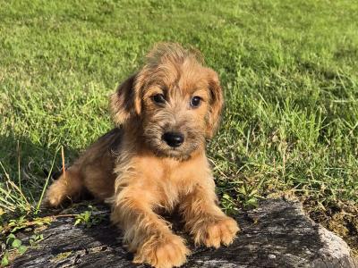 Miniature Schnoodle puppies