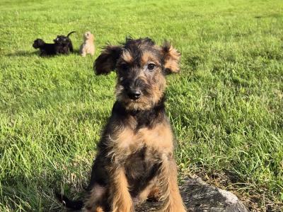 Miniature Schnoodle puppies
