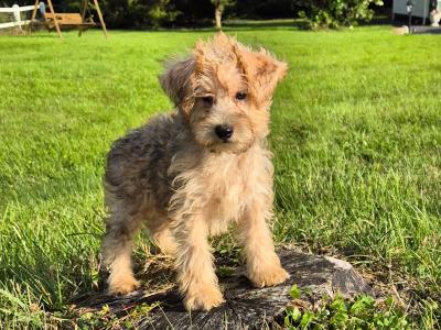 Miniature Schnoodle puppies