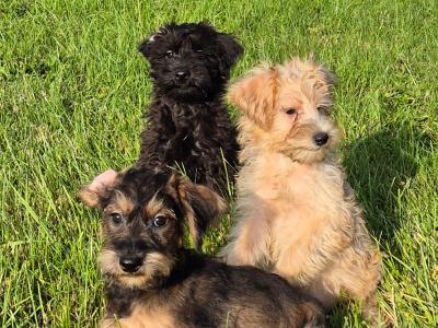 Miniature Schnoodle puppies