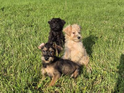 Miniature Schnoodle Puppies