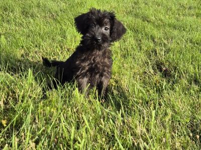 Miniature Schnoodle puppies