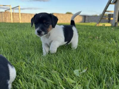 Beautiful Jack Russell puppies for sale