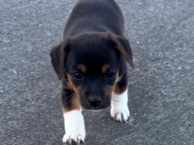 Beautiful Jack Russell puppies for sale