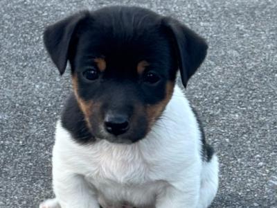 5 Beautiful Jack Russell pups for sale