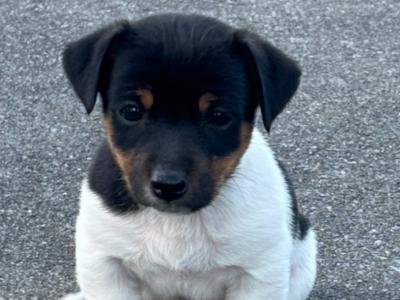 Beautiful Jack Russell puppies for sale