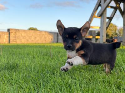 Beautiful Jack Russell puppies for sale
