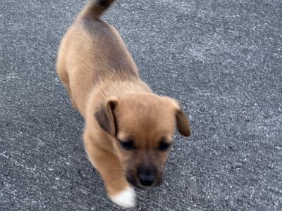 Beautiful Jack Russell puppies for sale