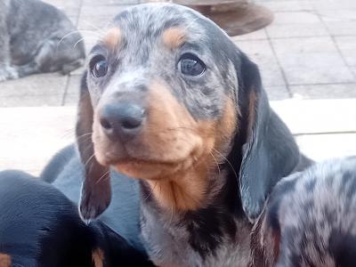 Purebred Dachshund puppies in Cavan