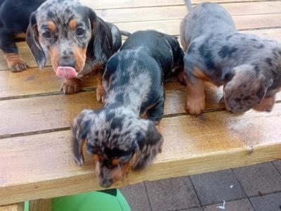 Purebred Dachshund puppies in Cavan