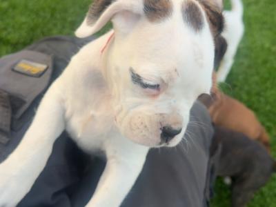 Chunky Champion Bloodline Boxer pups