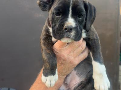 Chunky Champion Bloodline Boxer pups