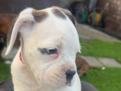 Chunky Champion Bloodline Boxer pups