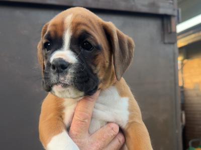 Chunky Champion Bloodline Boxer pups