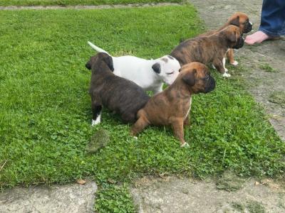 Chunky Champion Bloodline Boxer pups