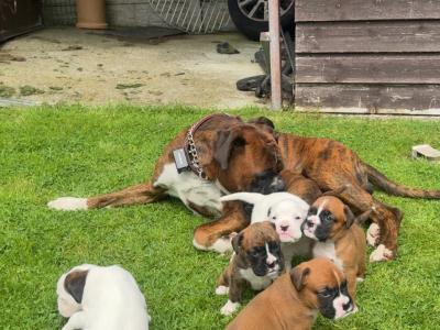 Chunky Champion Bloodline Boxer pups