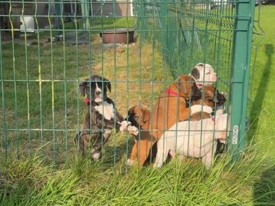 Chunky Champion Bloodline Boxer pups