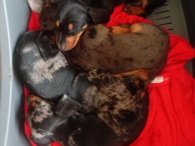 Purebred Dachshund puppies in Cavan