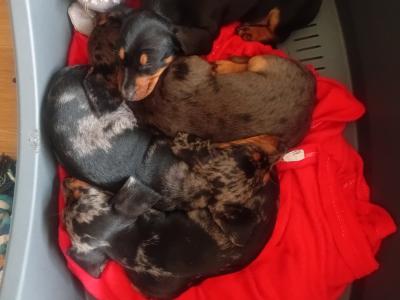 Purebred Dachshund puppies in Cavan