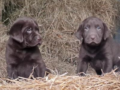 Chocolate Labrador puppies in Monaghan