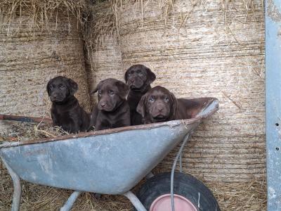 Chocolate Labrador puppies in Monaghan