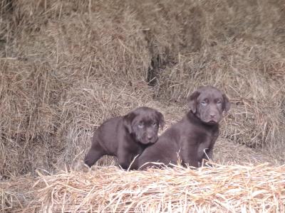 Chocolate Labrador puppies in Monaghan