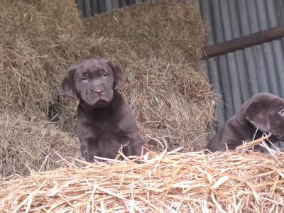 Chocolate Labrador puppies in Monaghan