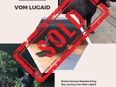 Top-Class IKC Registered German Shepherd puppies in Laois – Microchipped & Ready Now