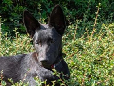 Top-Class IKC Registered German Shepherd puppies in Laois – Microchipped & Ready Now