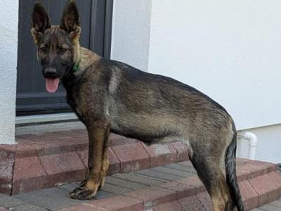 🐾 Top-Class IKC German Shepherd Puppies – Laois – Registered, Microchipped & Ready Now