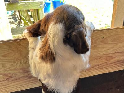 IKC Registered English Springer Spaniel puppies in Mayo from Strong Hunting Lines