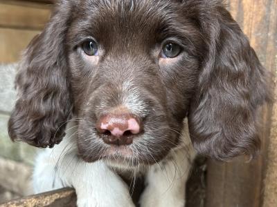IKC Registered English Springer Spaniel puppies in Mayo from Strong Hunting Lines