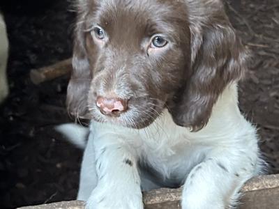 IKC Registered English Springer Spaniel puppies in Mayo from Strong Hunting Lines