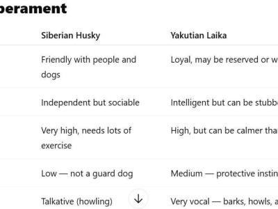 IKC Registered Yakutian Laika puppies for sale