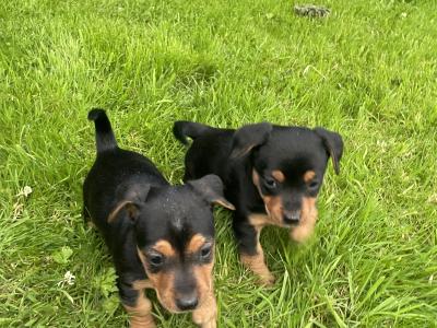 Purebred Black and Tan Jack Russell Puppies