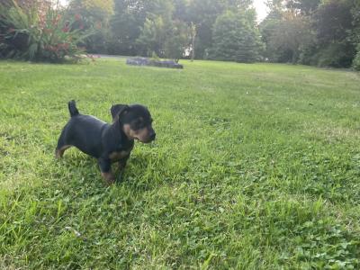 Purebred Black and Tan Jack Russell Puppies