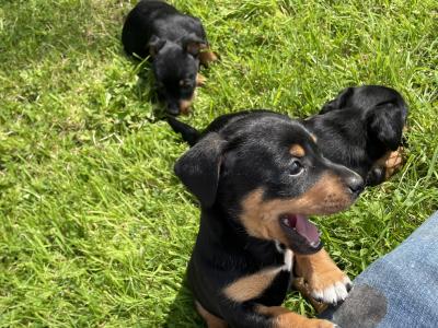 Purebred Black and Tan Jack Russell Puppies